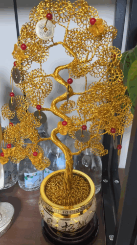 Click to view full screen Money Tree photo review